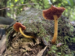 Heimiomyces velutipes