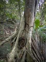 Ficus trigonata