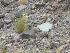 Metriopelia melanoptera