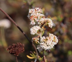 Polistes dorsalis californicus