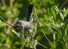 Polioptila californica