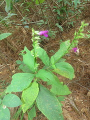 Salvia kellermanii