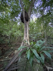Ficus trigonata