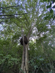 Ficus trigonata