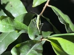 Sinomantis denticulata