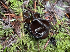 Pseudoplectania melaena