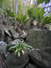 Anthurium crenatum