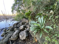 Anthurium crenatum