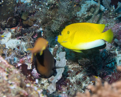 Apolemichthys trimaculatus