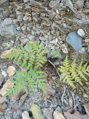 Cheiloplecton rigidum