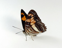 Adelpha thesprotia
