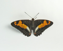Adelpha thesprotia