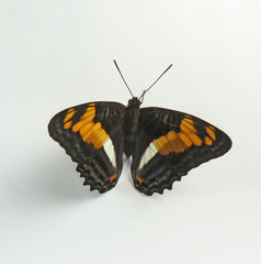 Adelpha thesprotia