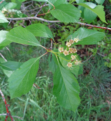 Crataegus rivularis