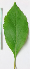 Crataegus rivularis