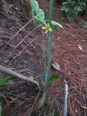 Sisyrinchium tinctorium