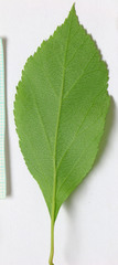 Crataegus rivularis