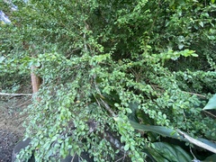 Erythroxylum brevipes