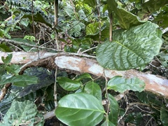 Coccoloba rugosa