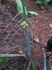 Sisyrinchium tinctorium