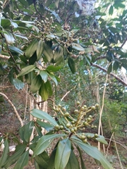 Ardisia revoluta
