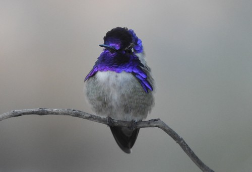 iNaturalist observation photo of Costa's Hummingbird
