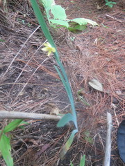 Sisyrinchium tinctorium