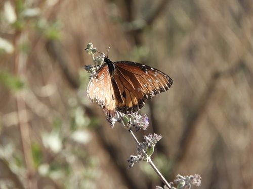 iNaturalist observation photo of Queen