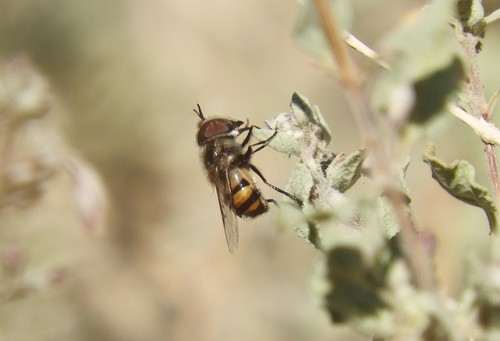 iNaturalist observation photo of Copestylum fornax