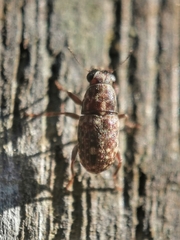 Corrhecerini