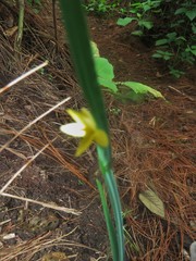 Sisyrinchium tinctorium
