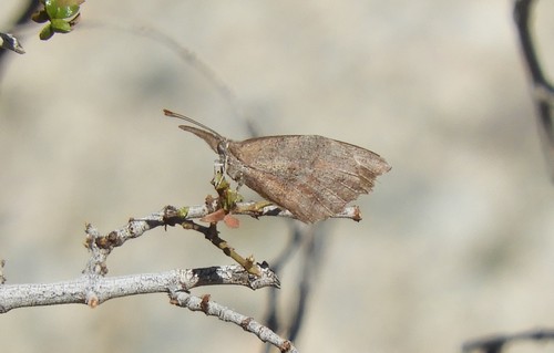 iNaturalist observation photo of American Snout
