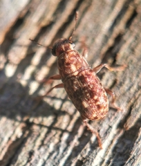 Corrhecerini