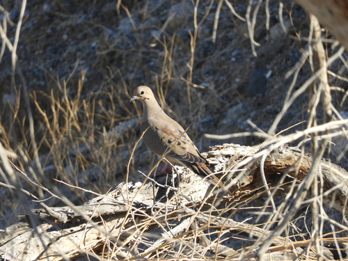 iNaturalist observation photo of Mourning Dove