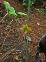 Sisyrinchium tinctorium