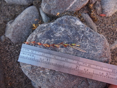 Epilobium microphyllum