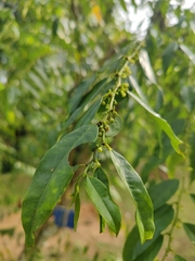 Glochidion sphaerogynum