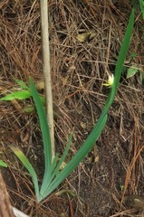 Sisyrinchium tinctorium