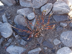 Epilobium microphyllum