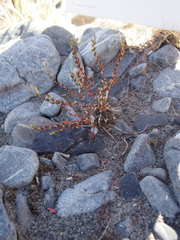 Epilobium microphyllum