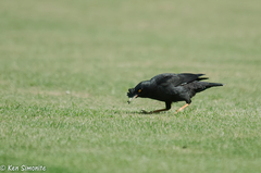 Acridotheres cristatellus