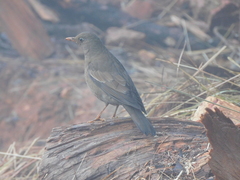 Turdus boulboul
