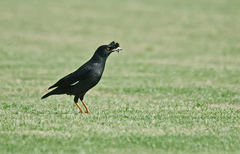 Acridotheres cristatellus