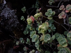 Sedum obcordatum