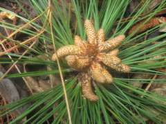 Pinus maximinoi