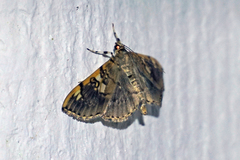 Pantographa expansalis