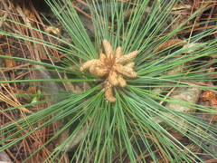 Pinus maximinoi