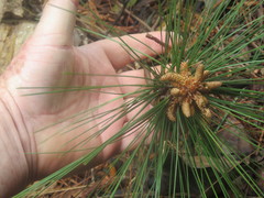 Pinus maximinoi