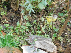 Phylloscopus xanthoschistos