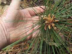 Pinus maximinoi